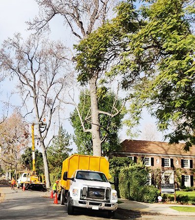 Tree Care Monterey Tree Service